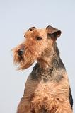 WELSH TERRIER 121